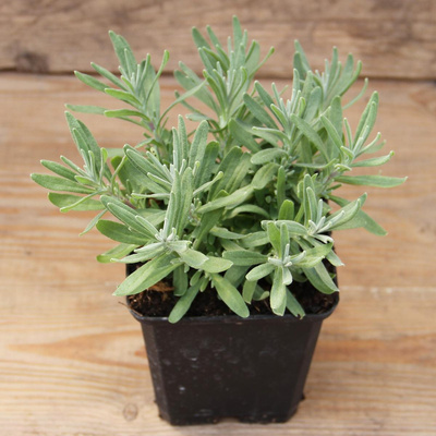 Produktfoto zu Kräutertopf Lavendel