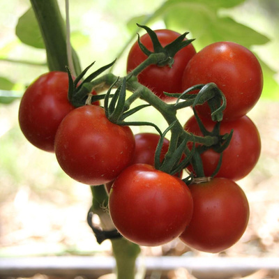 Produktfoto zu Setzling Buschtomate