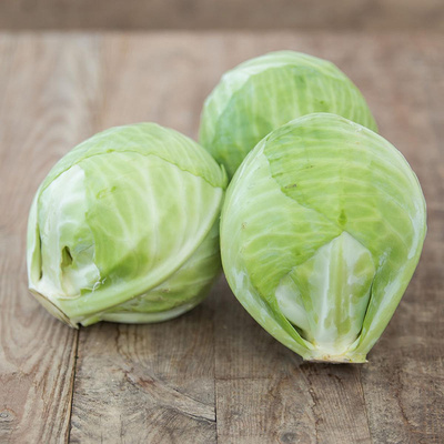 Produktfoto zu Weißkohl "Holsteiner Platter"