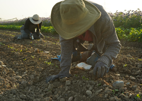 KI generiert: Menschen arbeiten auf einem Feld, bücken sich, um Pflanzen zu pflegen. Sie tragen Hüte und Handschuhe.