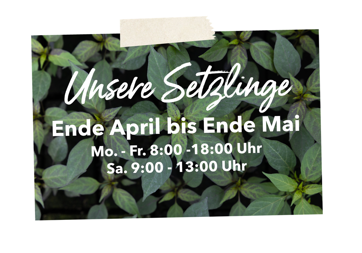 KI generiert: Setzlinge auf grünem Hintergrund, Text: "Unsere Setzlinge Ende April bis Ende Mai Mo.-Fr. 8:00-18:00 Sa. 9:00-13:00 Uhr".