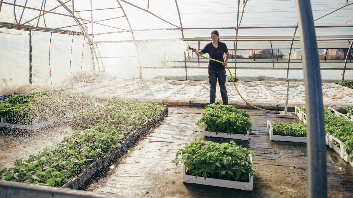 KI generiert: Person bewässert Pflanzen in einem Gewächshaus.