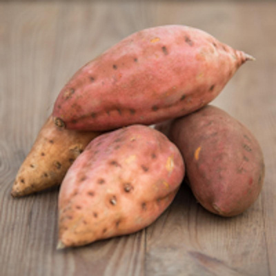 Produktfoto zu Süsskartoffeln "Early Orange"
