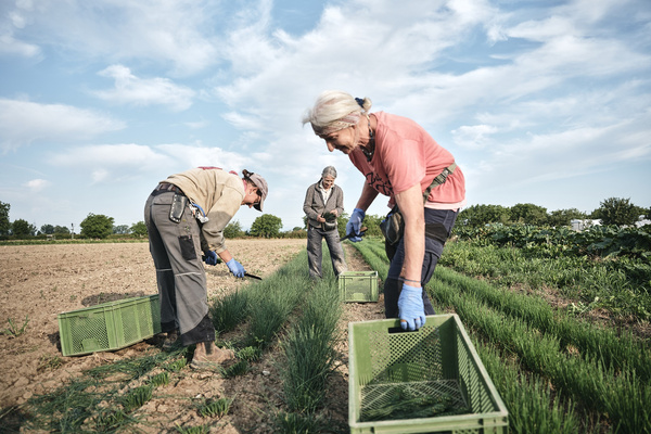 KI generiert: Personen ernten Pflanzen auf einem Feld und sammeln sie in Kisten.
