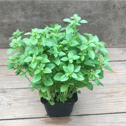 Produktfoto zu ab sofort: Topfkräutern und Blumensetzlinge aus unserer Anzucht!