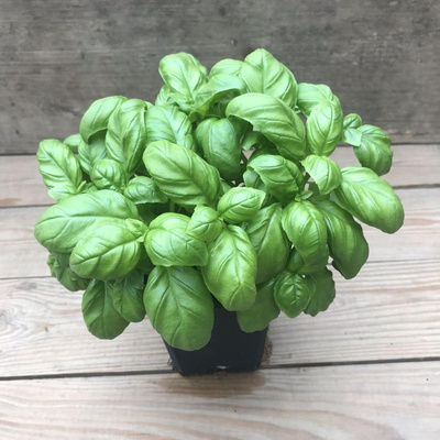 Produktfoto zu Kräutertopf Basilikum großblättrig