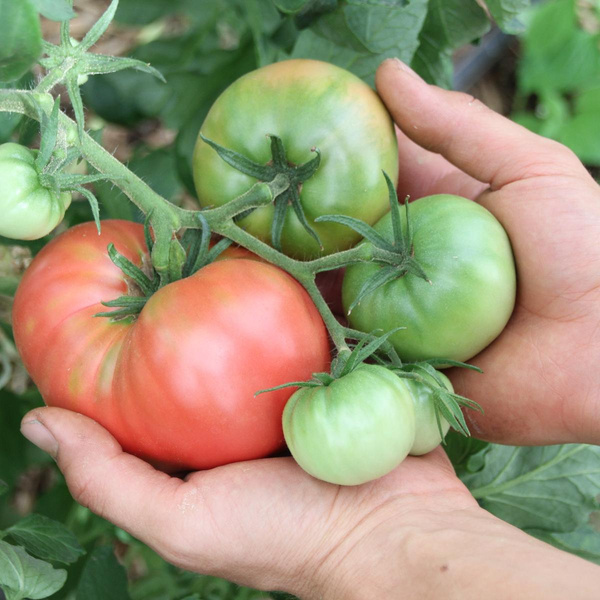 Produktfoto zu Setzling Tomate Berner Rose