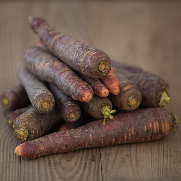 Produktfoto zu Violette Möhren "Purple Haze"