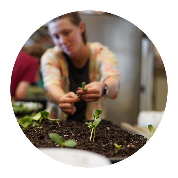 KI generiert: Person pflegt junge Pflanzen in Erde.