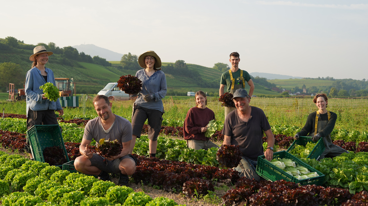 Unser Freilandteam erntet Salatköpfe - frisch für die Gemüsekiste.