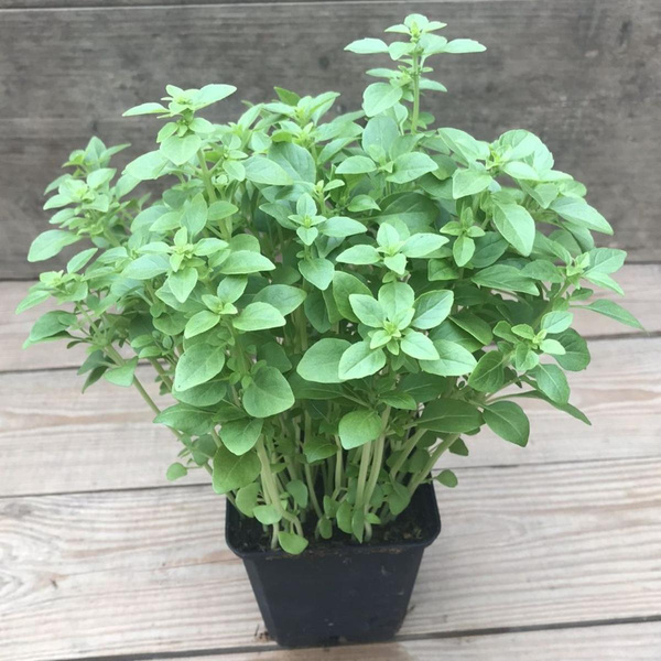 Produktfoto zu Kräutertopf Buschbasilikum