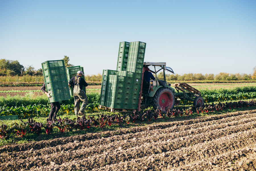 KI generiert: Arbeiter laden grüne Kisten auf einen Traktor auf einem Feld bei sonnigem Wetter.