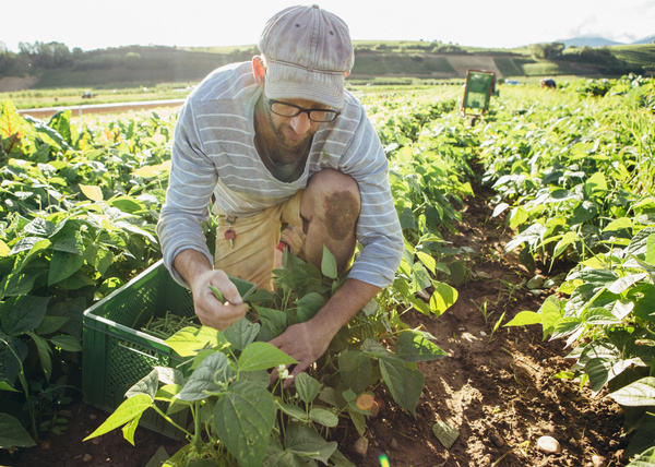 KI generiert: Ein Mann pflückt Bohnen auf einem Feld unter sonnigem Himmel.