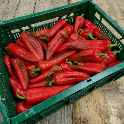 Produktfoto zu Rote Spitzpaprika 2,5 kg-Kiste
