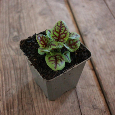 Produktfoto zu Kräutertopf Blutampfer