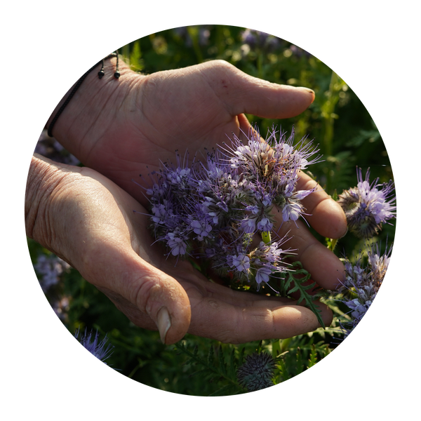 KI generiert: Hände halten lila Blüten in einem Garten.