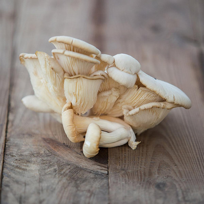 Produktfoto zu Austernpilze