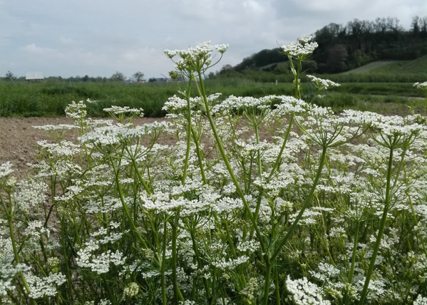 KI generiert: Weiße Wildblumen auf einem Feld vor einer hügeligen Landschaft.