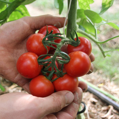 Produktfoto zu Setzling Tomate "Ruthje"