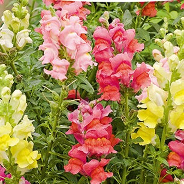 Produktfoto zu Löwenmäulchen