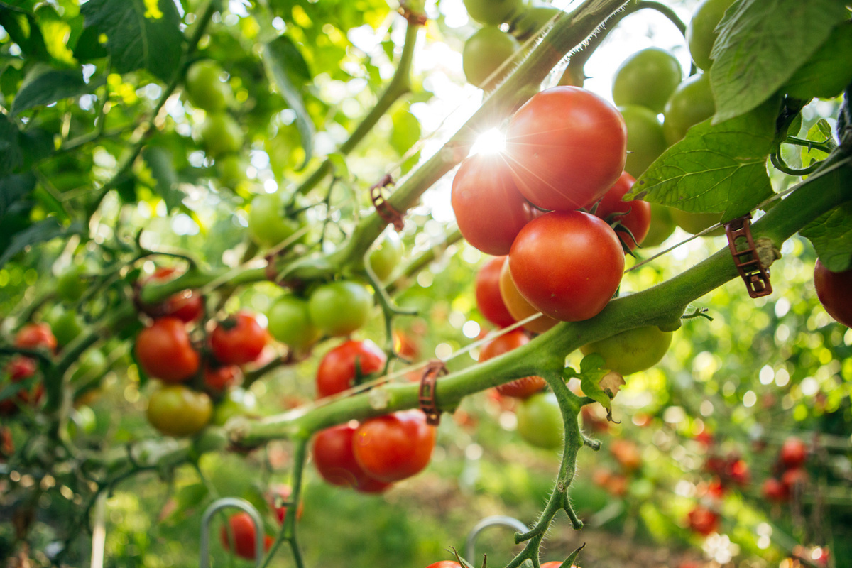 Stauden mit reifen und unreifen Tomaten unserer selbstgezüchteten Sorte Tica im Gegenlicht..