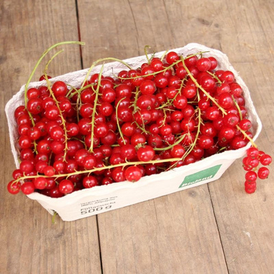 Produktfoto zu Rote Johannisbeeren