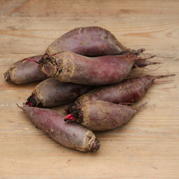 Produktfoto zu Rote Bete "Foniro"