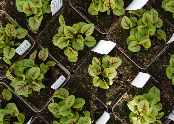 KI generiert: Sämlinge in Reihen mit kleinen weißen Etiketten.
