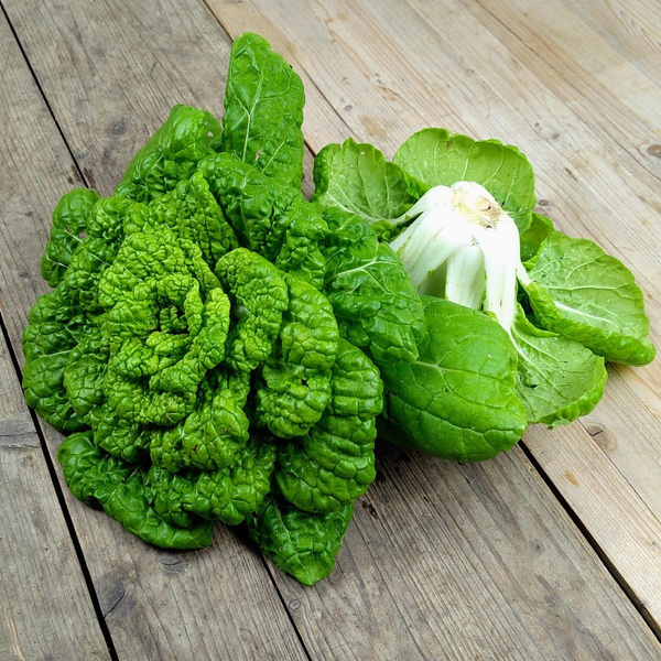 Produktfoto zu Pak Choi "Golden Winter"