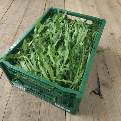 Produktfoto zu Rucola - 1 kg Kiste - Aktionspreis