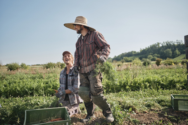 KI generiert: Zwei Menschen arbeiten lachend auf einem Feld und ernten Karotten.