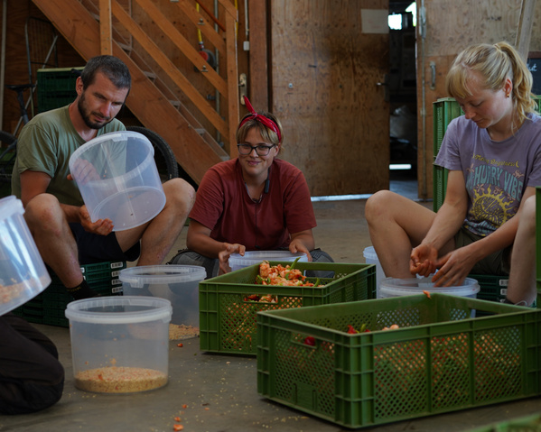 KI generiert: Menschen verarbeiten Obst in einer Scheune, sortieren in grüne Kisten.