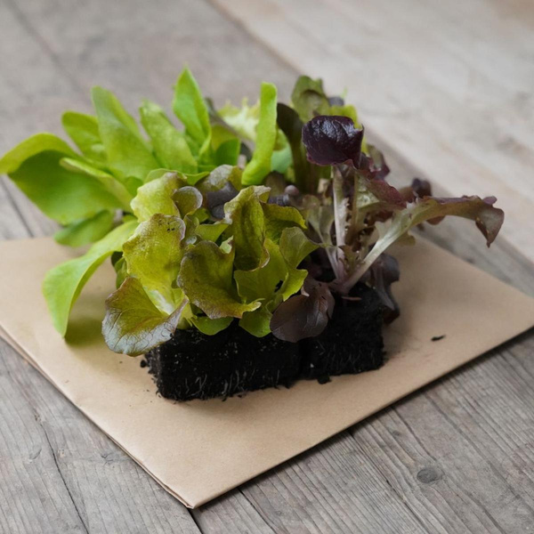 Produktfoto zu 10 Salatsetzlinge gemischt