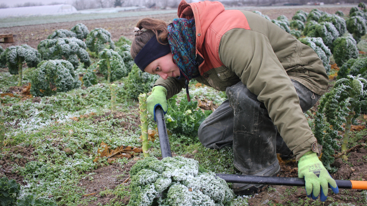 KI generiert: Person erntet Grünkohl in einem frostbedeckten Feld.