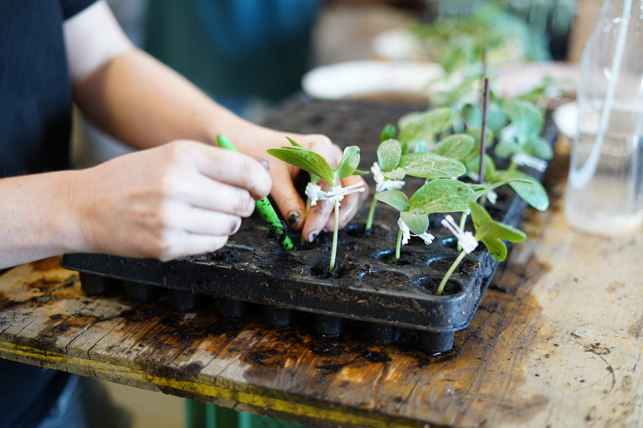 KI generiert: Hände pflanzen Setzlinge in eine Pflanzschale.