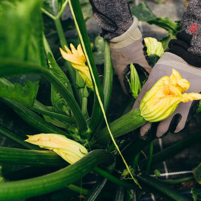 Produktfoto zu Setzling Zucchini