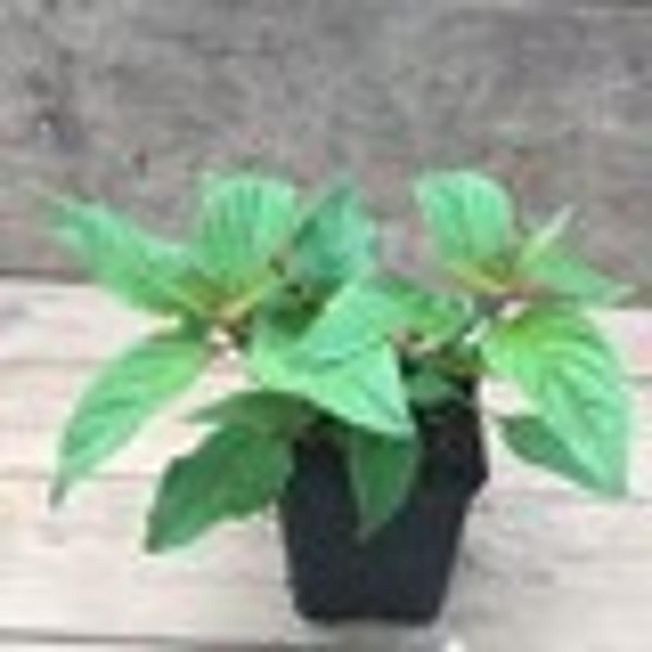 Produktfoto zu Kräutertopf Ananassalbei