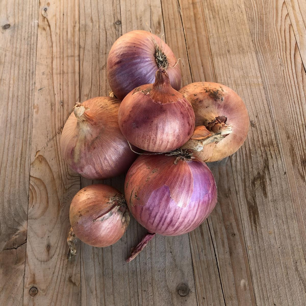 Produktfoto zu Rosé Zwiebeln