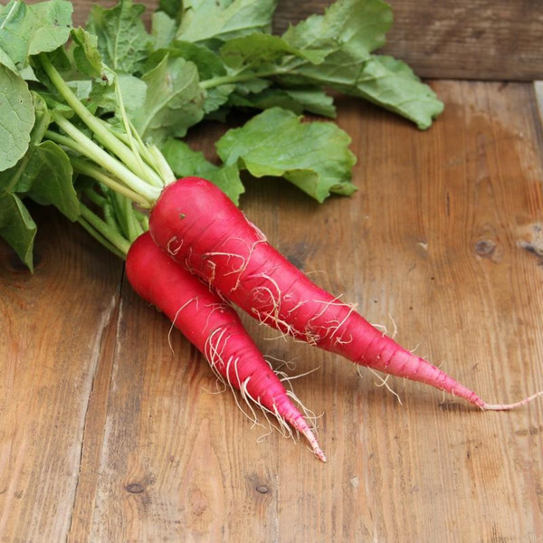 Produktfoto zu Rote Rettiche als Kiloware