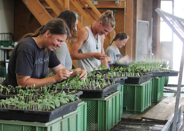 KI generiert: Personen pflegen Pflanzen in einer Indoor-Gärtnerei.