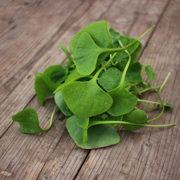 Produktfoto zu Postelein