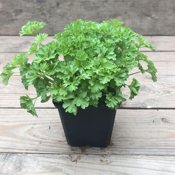 Produktfoto zu Kräutertopf Petersilie kraus