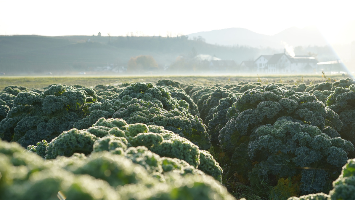 KI generiert: Ein Feld voller Grünkohl vor einer bergigen Landschaft im Morgenlicht.