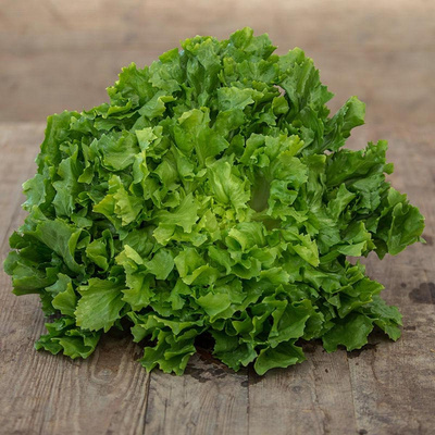 Produktfoto zu Kleiner Endivien