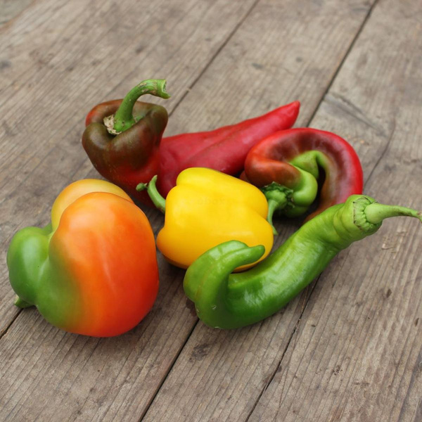 Produktfoto zu Unperfekte Spitzpaprika "Pantos"