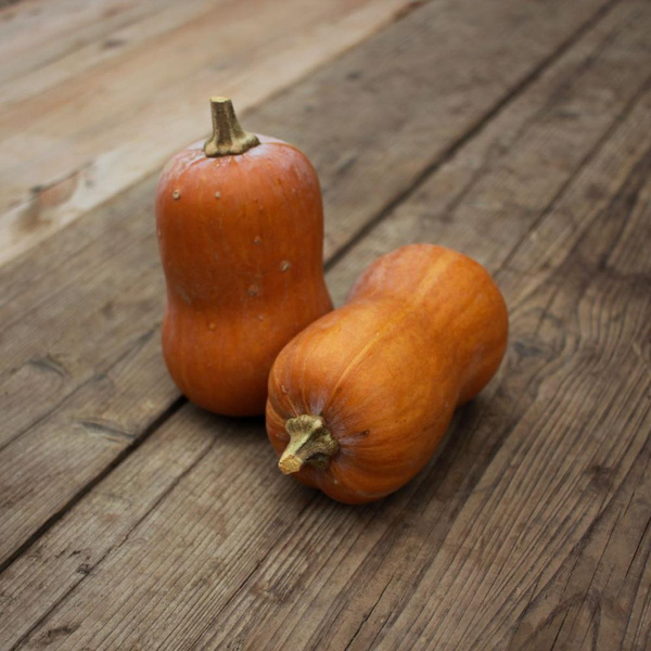 Produktfoto zu Kürbisse "Honeynut"
