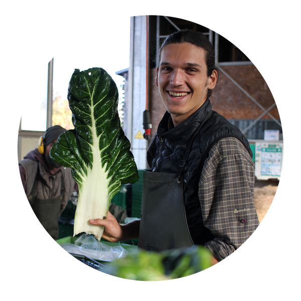 Unser Vorstandsmitglied Lukas Denne kniet in einem Grünkohlfeld.