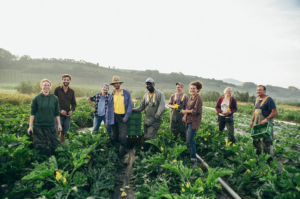 Das Piluweri-Freilandteam erntet Zucchini.