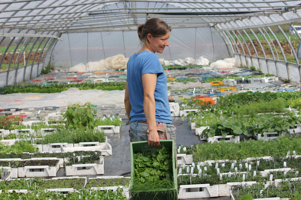 KI generiert: Eine Person trägt eine Kiste mit Kräutern in einem großen Gewächshaus voller Pflanzen.