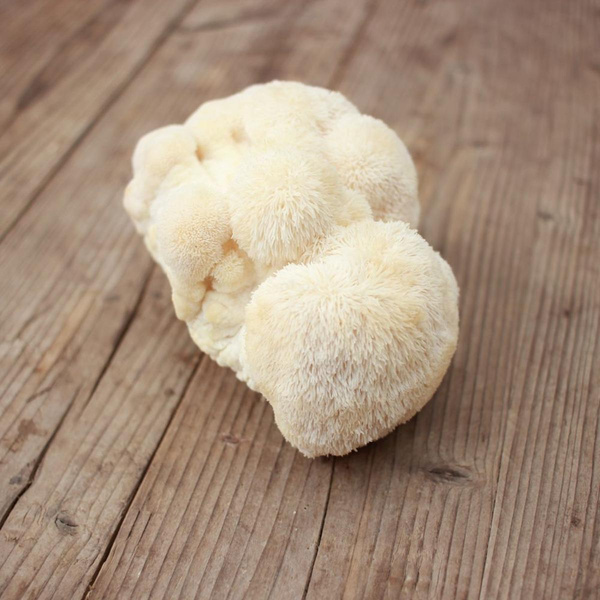 Produktfoto zu Igelstachelbart-Pilz